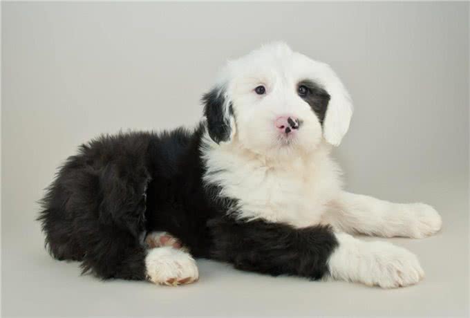 公布掉毛最厉害的6大狗狗，养过的人都知道，这毛梳不完