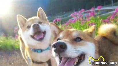 公布掉毛最厉害的6大狗狗，养过的人都知道，这毛梳不完