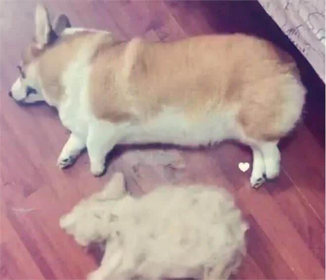 公布掉毛最厉害的6大狗狗，养过的人都知道，这毛梳不完