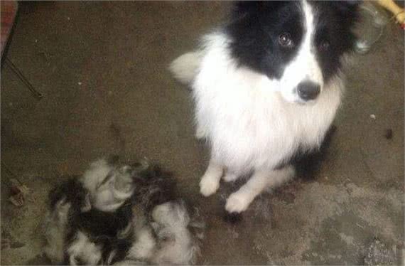 公布掉毛最厉害的6大狗狗，养过的人都知道，这毛梳不完