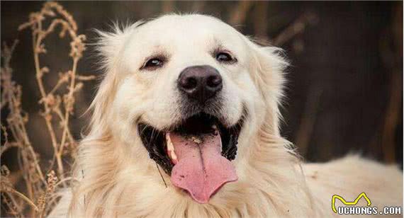 公布掉毛最厉害的6大狗狗，养过的人都知道，这毛梳不完