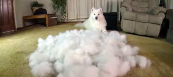 公布掉毛最厉害的6大狗狗,养过的人都知道,这毛梳不完