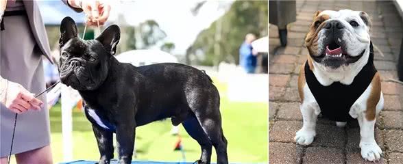 英国斗牛犬和法国斗牛犬，如何区分?