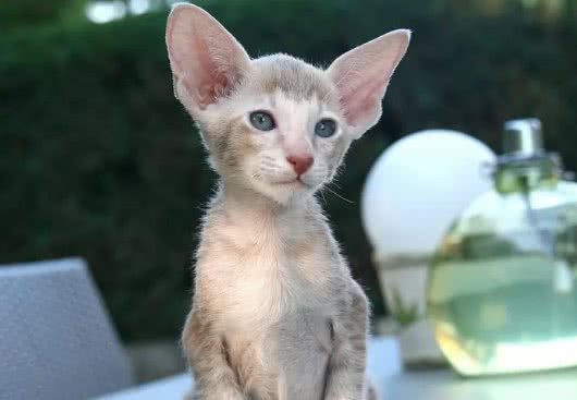 十种世界上最小的猫新加坡猫位居第一