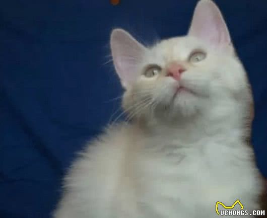 十种世界上最小的猫新加坡猫位居第一