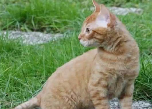 十种世界上最小的猫新加坡猫位居第一