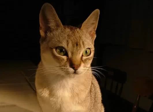 十种世界上最小的猫新加坡猫位居第一