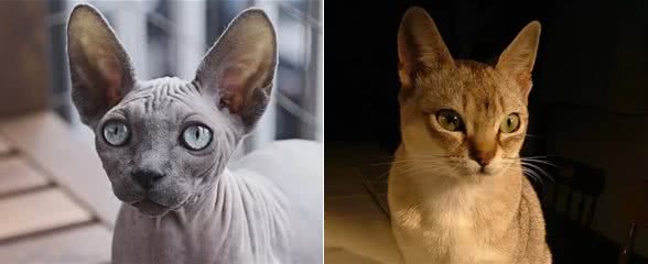 十种世界上最小的猫新加坡猫位居第一