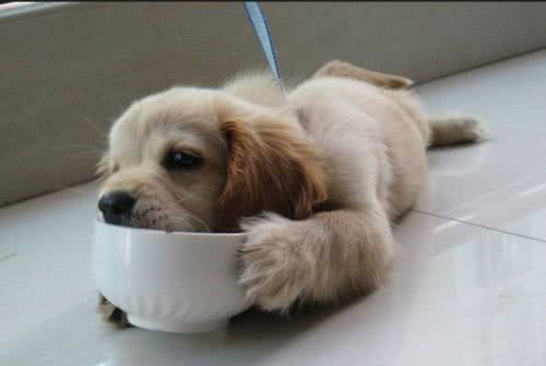 训练狗狗护食的几点小技巧