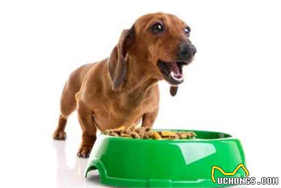 训练狗狗护食的几点小技巧