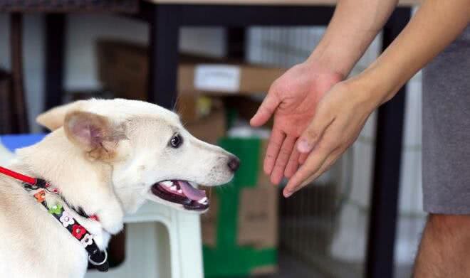 训练狗狗护食的几点小技巧