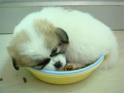 训练狗狗护食的几点小技巧