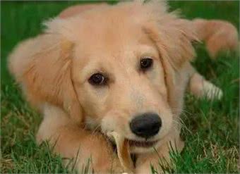 训练狗狗护食的几点小技巧