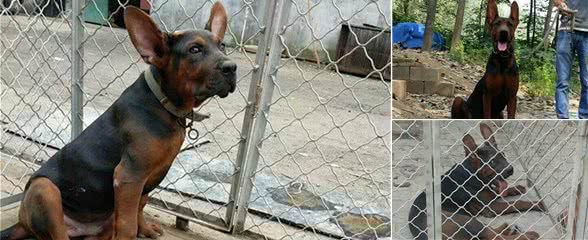 狼狗莱州红犬多少钱一只莱州红幼犬价格