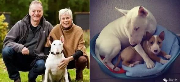 趣说狗历史|揭秘斗兽犬:狗PK狮子谁能赢?