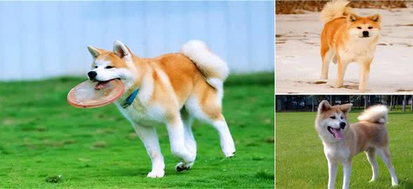 秋田犬多少钱一只?最低一千元左右(品相越好价格越贵)
