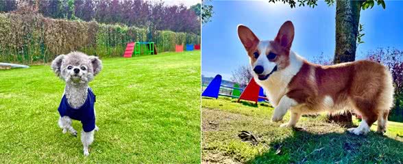 犬副流感病毒感染小知识