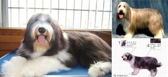 世界名犬—长须柯利牧羊犬（畜牧犬）