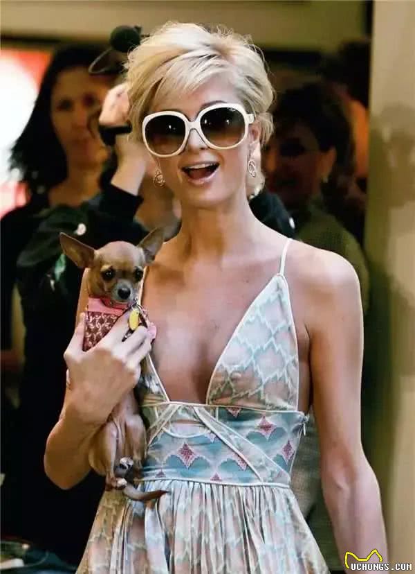 茶杯犬的黑幕，叫它们杯具犬可能更合适