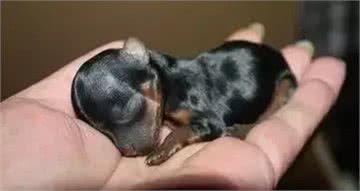 茶杯犬的黑幕，叫它们杯具犬可能更合适