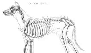 茶杯犬的黑幕，叫它们杯具犬可能更合适