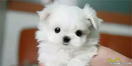 茶杯犬的黑幕，叫它们杯具犬可能更合适