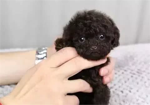 茶杯犬的黑幕，叫它们杯具犬可能更合适