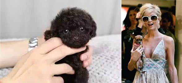 茶杯犬的黑幕，叫它们杯具犬可能更合适