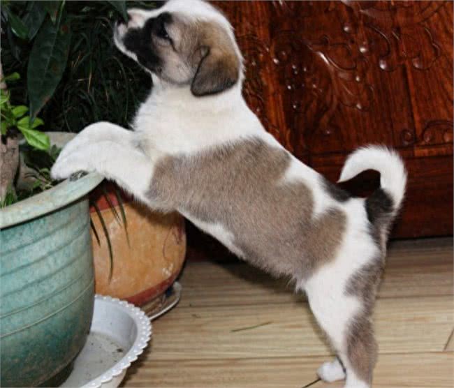 狗狗指甲流血了，包扎30，止血60，伊丽莎白12，宠物钱好赚!