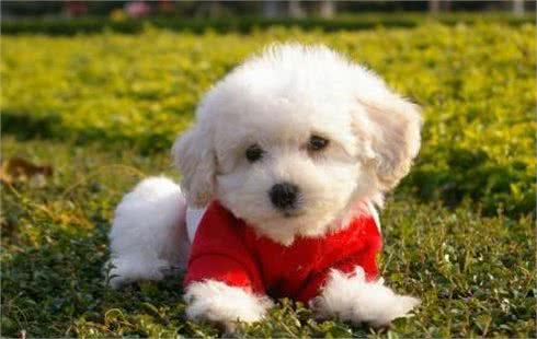 比熊犬的正确饲养方式，你做到几点?