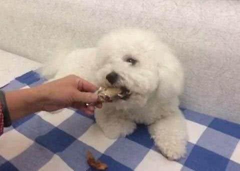 比熊犬的正确饲养方式，你做到几点?