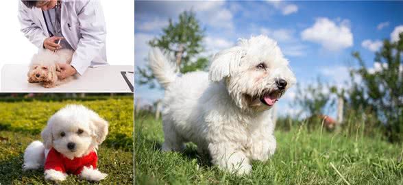比熊犬的正确饲养方式，你做到几点?