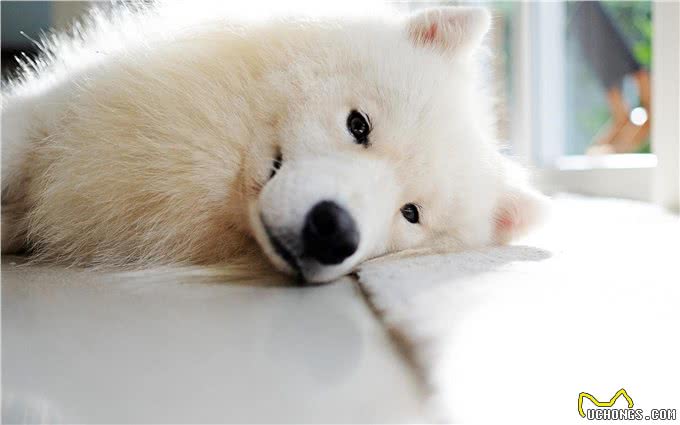 蠢萌萨摩耶的正确训练方式，听说调皮的雪橇都不太听话哦!