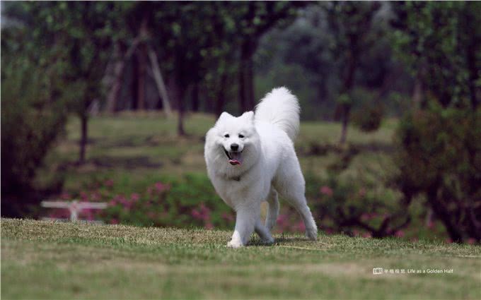 蠢萌萨摩耶的正确训练方式，听说调皮的雪橇都不太听话哦!