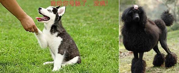 从安阳王贵宾犬谈起