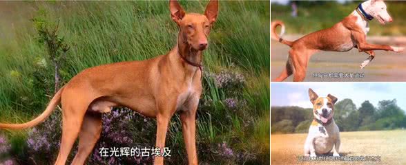 地球上跑得最快的狗，真的有狗能追上猎豹吗?