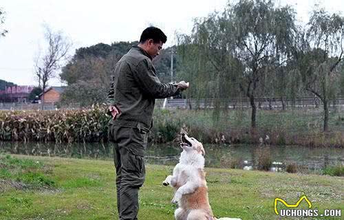 宠物犬训练过程中，如何表扬狗狗，更加聪明自信，惹人爱