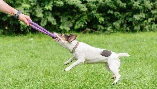 宠物犬训练过程中，如何表扬狗狗，更加聪明自信，惹人爱