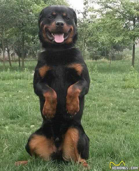 宠物犬训练过程中，如何表扬狗狗，更加聪明自信，惹人爱