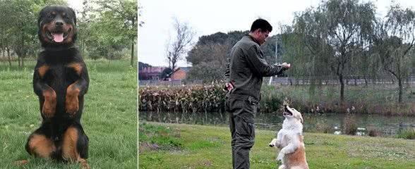 宠物犬训练过程中，如何表扬狗狗，更加聪明自信，惹人爱