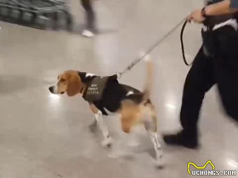 老手检疫犬工作超积极,新手狗狗则很紧张,果然是实战训练不足