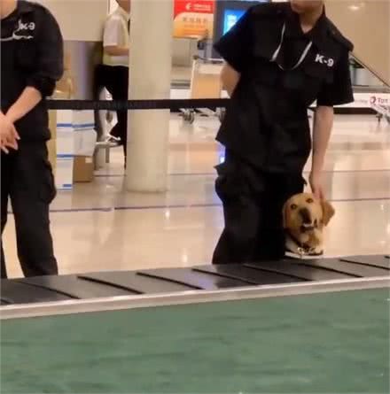 老手检疫犬工作超积极,新手狗狗则很紧张,果然是实战训练不足