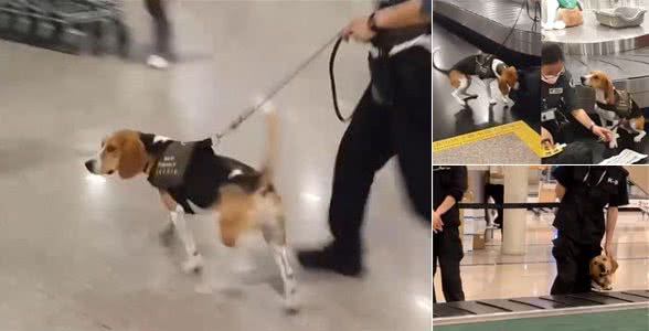 老手检疫犬工作超积极，新手狗狗则很紧张，果然是实战训练不足