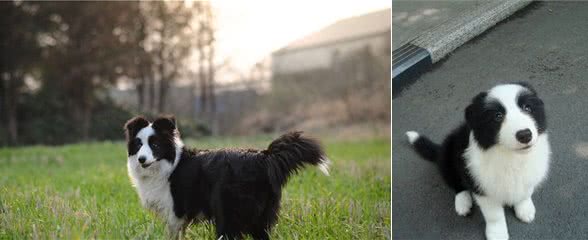 陨石色边境牧羊犬，一条价值不下十万