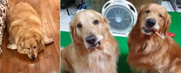 金毛犬太胖怎么办?