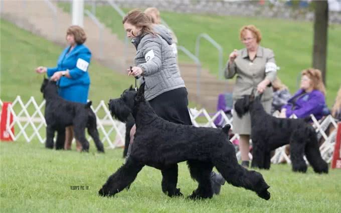 国内少见犬种系列之—巨型雪纳瑞令人惊叹的外表和个性特点!