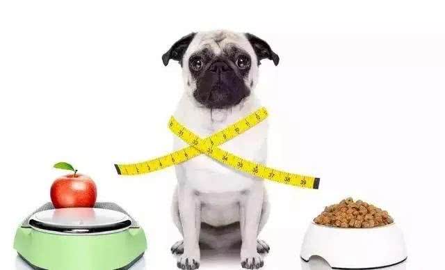 对狗狗身体健康有好处的食物是什么?