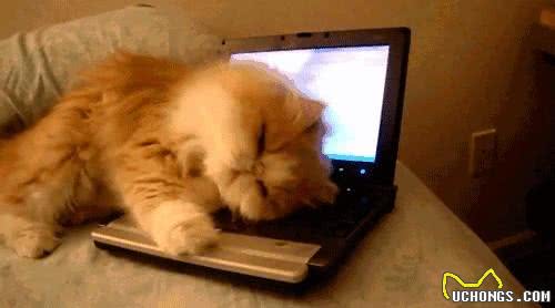 对狗狗身体健康有好处的食物是什么?