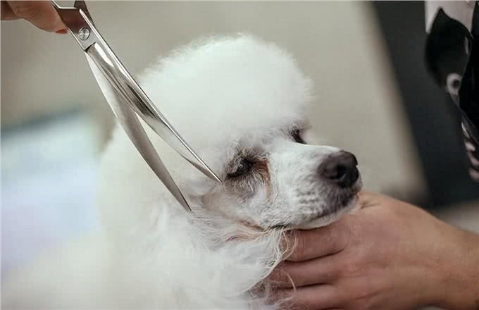 狗狗不让剪毛咬人怎么办，Wellness宠物健康来支招