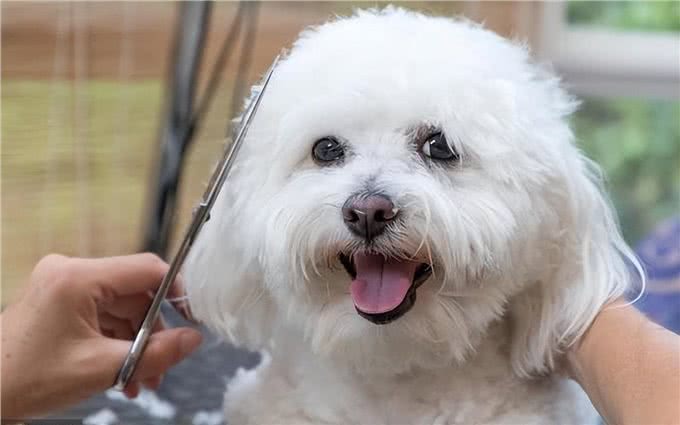 狗狗不让剪毛咬人怎么办，Wellness宠物健康来支招